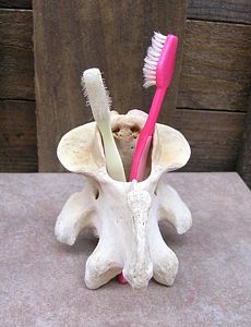 bone toothbrush holder