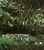 Fern Grotto