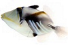 Hawaiian Triggerfish