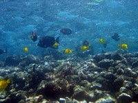 Black-coral-hawaii